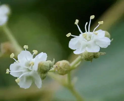 The Teak Tree (Tectona grandis): A Timeless Hardwood