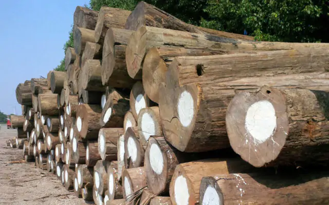 Teak logs drying
