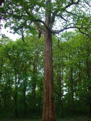 The Unique Properties of Teak Wood