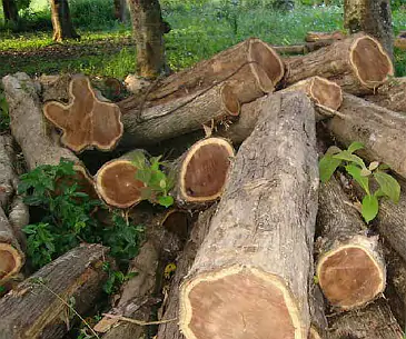 Old-Growth Teak